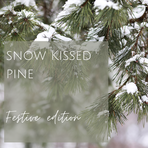 Snow Kissed Pine