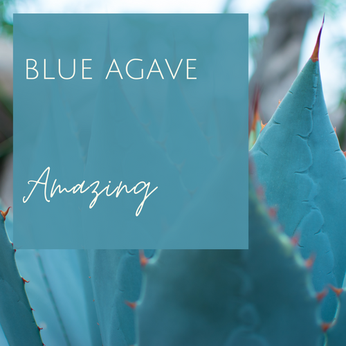 Blue Agave