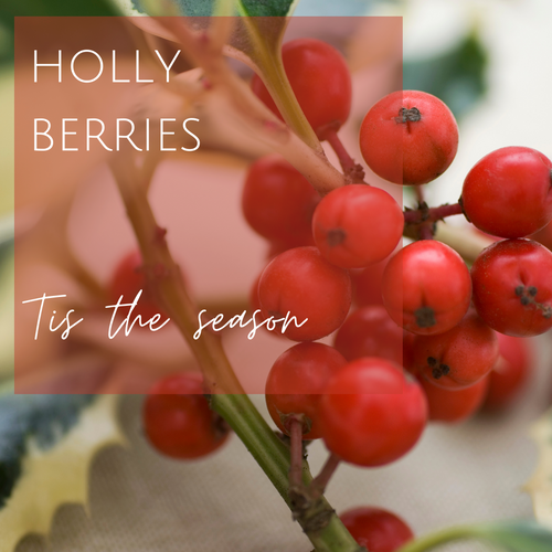 Holly Berries