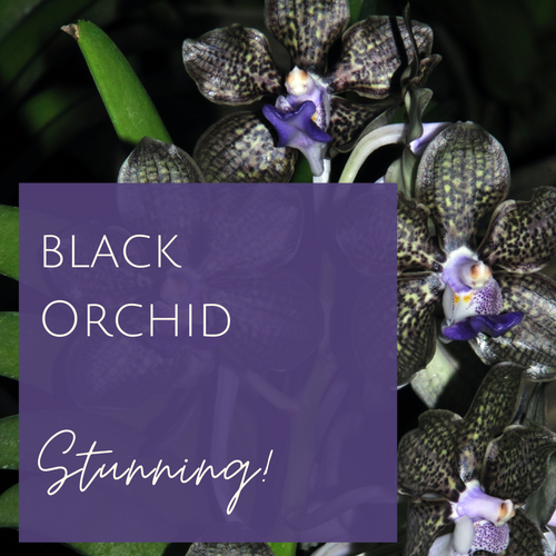 Black Orchid